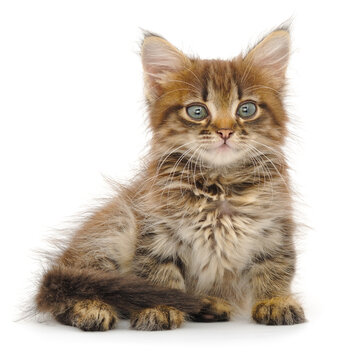 Small fluffy tabby kitten isolated on white background