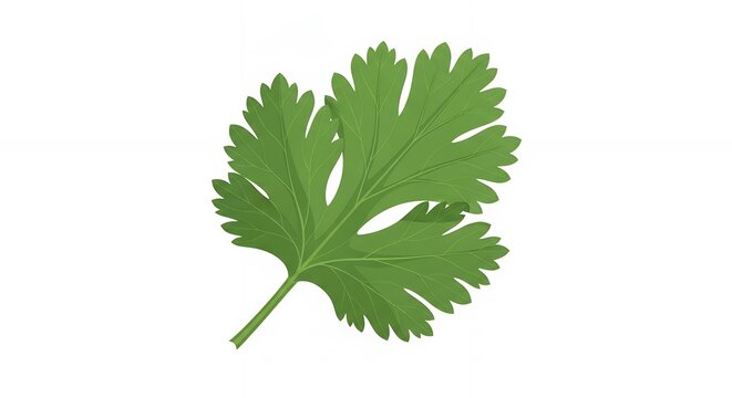 Fresh Green Coriander Leaf Illustration Isolated on White Background for Culinary and Food Design Projects