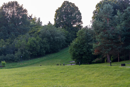 Scenic summer landscape with a lush green forest, meadow in the foreground and winding paths leading uphill under warm sunset light, creating a peaceful natural atmosphere for travel, tourism 