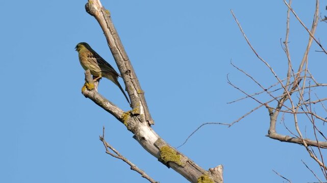 Male Yellowhammer (Emberiza citrinella) perched on a bare tree branch against clear blue sky in natural countryside habitat.