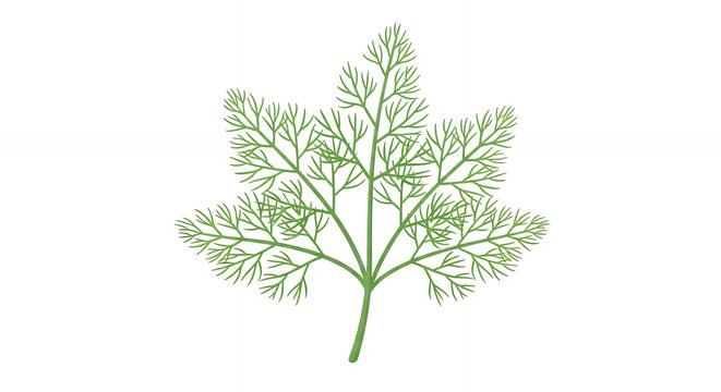 Fresh Green Dill Herb Leaf Sprig Isolated on White Background for Culinary Design and Healthy Cooking Illustration