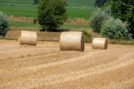 Rolled of barley hay on slope or hillside farmland, Harvested straw baley or Triticum aestivum common bread wheat, Livestock in the farmland in summer, Countryside agriculture in Limburg, Netherlands.
