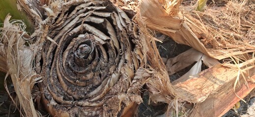Spiral Palm Tree Trunk Texture Natural Pattern © melukis senja