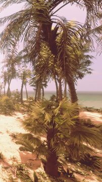 Palm trees stand tall along the sandy beach. The sun shines bright in the afternoon sky. Waves crash in the distance as the ocean meets the shore.