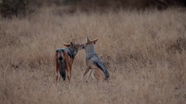  a pair of black-backed jackals grooming