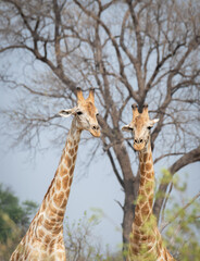 Giraffes in Moremi Game Reserve, Botswana, Africa © dvlcom