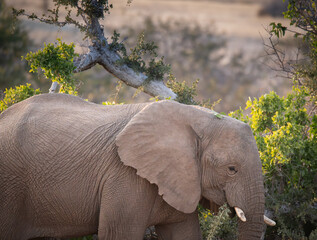 Elephant eating in morning sunshine in Damaraland, Namibia, Africa © dvlcom