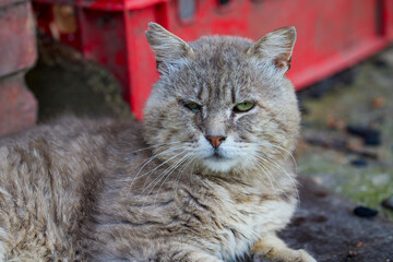 Naklejka premium portrait of a very old cat with a sad face