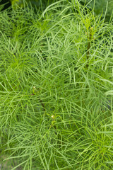 Fototapeta premium These are summer cosmos leaves.
