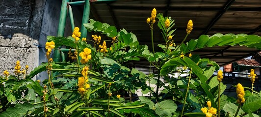 Fototapeta premium Bright yellow candle bush flowers bloom in vibrant clusters, bringing tropical warmth and striking color to the landscape.