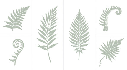 Various fern leaf designs © Riski