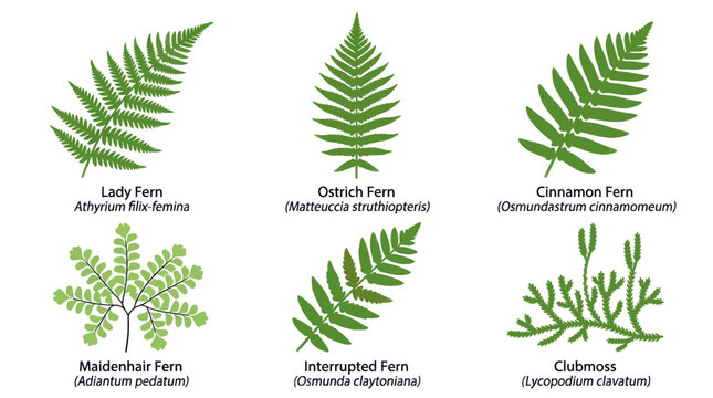Various fern types and clubmoss illustration