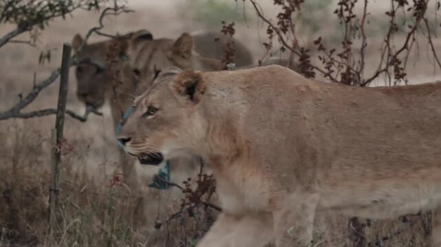  a big lion cub with her catch of the day prize