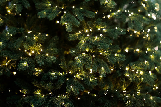 close up of Christmas tree with lighted garland