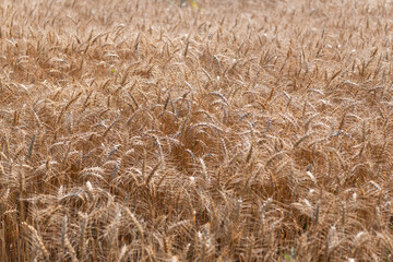 Obraz premium Ripe wheat harvest. Agriculture and farming. Barley ear spikelet. Farming crop field. Wheat flied at rural countryside. Agricultural landscape. Crop countryside field. Agrobusiness