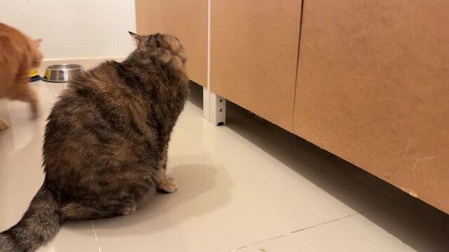 Horizontal video of an aggressive tabby cat hissing at an orange Siberian cat causing the ginger cat to walk away toward its food bowl area