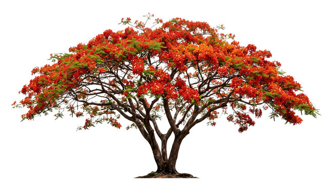Large flowering royal poinciana tree isolated on transparent background majestic canopy with vibrant red petals and green foliage for landscape design art.