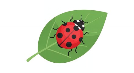 Fototapeta premium Red Ladybug Illustration with Black Spots Crawling on a Green Leaf Isolated on White Background Graphic