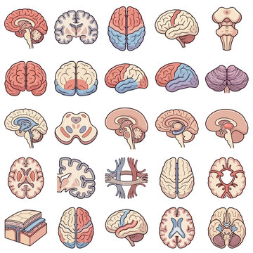 Comprehensive collection of human brain anatomy illustrations showing various views and cross-sections of the cerebrum, cerebellum, and brainstem.