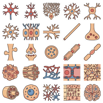 A comprehensive collection of diverse neuron types, glial cells, synapses, and nervous system structures, illustrating cellular components and their organization.