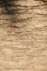 Fototapeta premium Seamless texture of brown palm tree bark