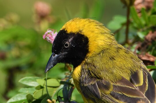 Male lesser masked weaver (Ploceus intermedius)