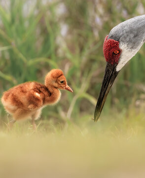 Beautiful Moment Mother and Baby Sandhill Crane Parent Colt Teaching how to Hunt Forage