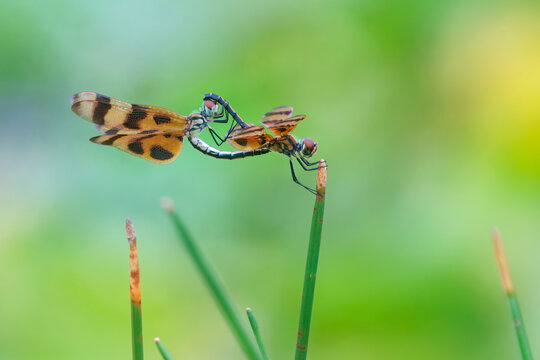 Dragonflies mating in south Florida. They appear to be Halloween pennant (Celithemis eponina) dragonflies. Please check with an expert. 