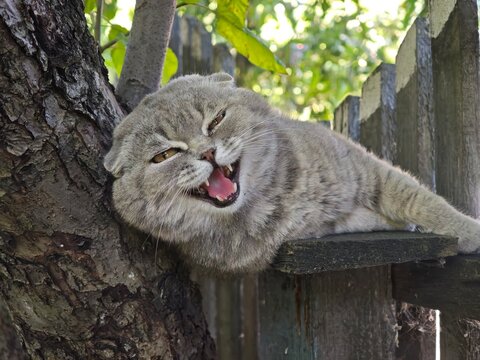 Funny meowing grey cat lying on a wooden fence outdoors