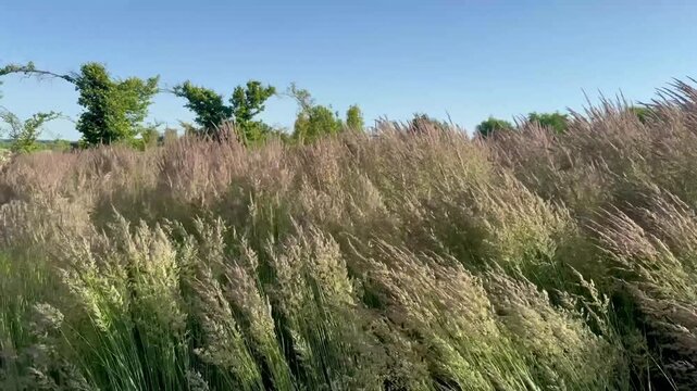 Tall wild meadow grass swaying in strong wind under blue sky, natural summer landscape, 4K 120fps
