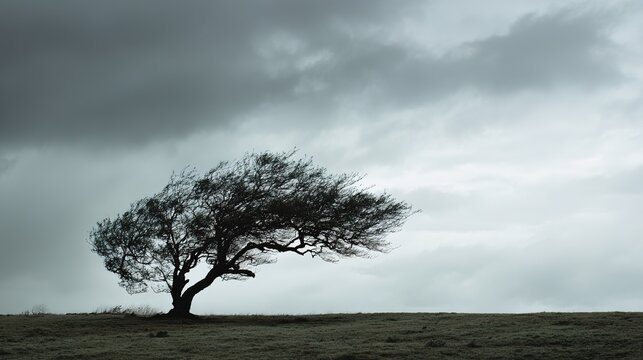 relentless. A solitary tree with its canopy bent sharply by strong wind against a stormy sky. travel magazines, destination branding, designed for outdoor magazines and nature guides.