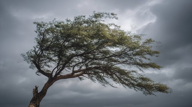 relentless. A solitary tree with its canopy bent sharply by strong wind against a stormy sky. travel magazines, destination branding, designed for outdoor magazines and nature guides.