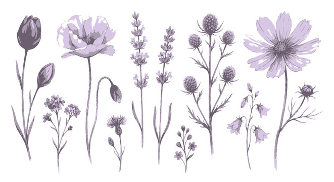 Set of beautiful watercolor purple flowers and lavender plants for spring floral design and wedding decoration art