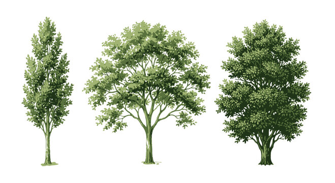 Set of three different green trees with lush leaves isolated icons for nature design and environmental graphics