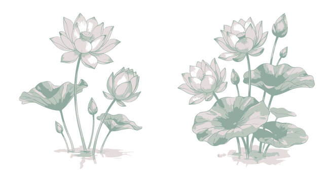 Beautiful pink lotus flowers with green lily pads and blooming buds painted in a soft artistic watercolor style design