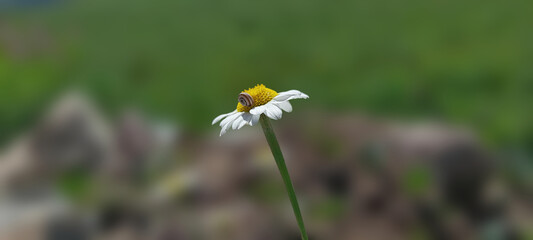 Little snail resting on a white daisy flower, macro photography of wild nature. © Kenan Sonmez 