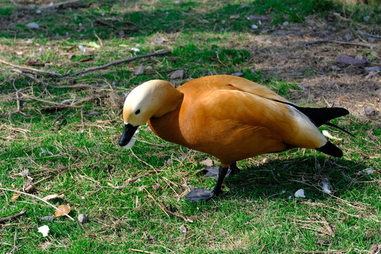 Orange shelduck walking on grass