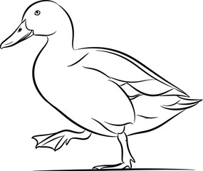 Fototapeta premium Simple Line Drawing of a Duck Walking - Isolated Black and White Illustration