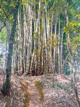 Big bambu trees at  Horto Florestal Parque, in the north of Sao Paulo, Brazil.
