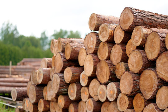 Stacked pine logs in a forest clearing ready for processing