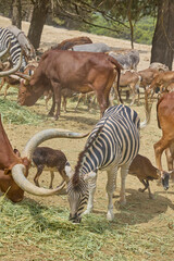 Obraz premium Mixed herd of Watusi cattle zebras antelope and donkeys feeding in safari park