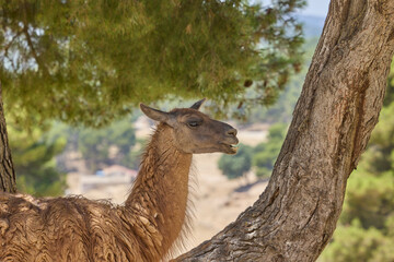Fototapeta premium Brown llama standing beside pine tree in wildlife safari park
