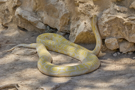 Albino Burmese python coiled beside rocks in reptile enclosure