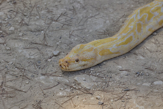 Close up of albino Burmese python resting on dry ground