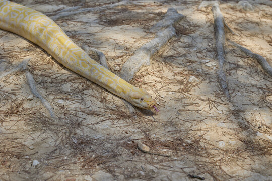 Close up of albino Burmese python resting on dry ground