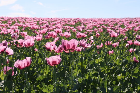 Field of red violett Poppy Flowers in Summer