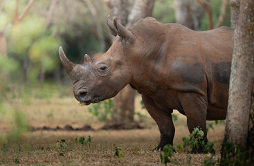 Southern White Rhinoceros Standing in Woodland Habitat in Uganda Ziwa Rhino Sanctuary © Benxytokyo
