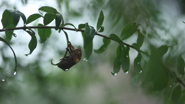 Heavy rain closeup with raindrops, eaves flow, bamboo leaf and calm white noise.