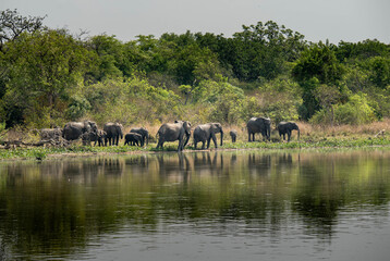 Herd of African Elephants Along the Nile River in Uganda © Benxytokyo