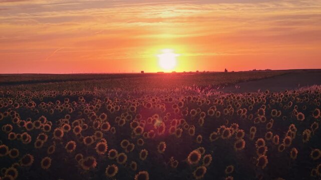 Golden hour aerial footage of a vibrant sunflower field during a dramatic sunset in Salamanca, Spain, showing sustainable agriculture and food production concepts